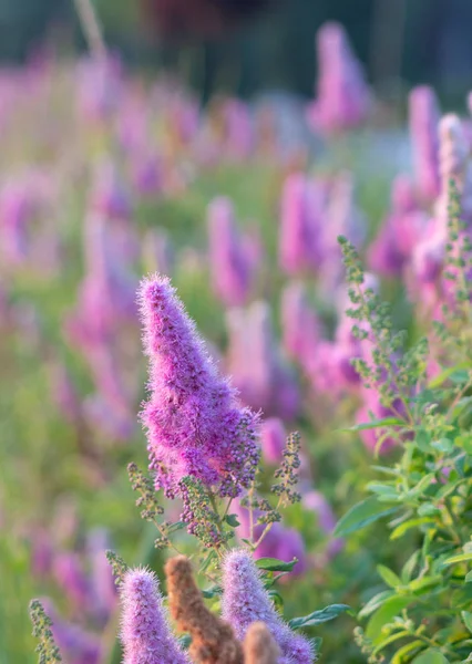 Billards Spirea Flores florecientes en el parque de la mañana en el lago — Foto de Stock