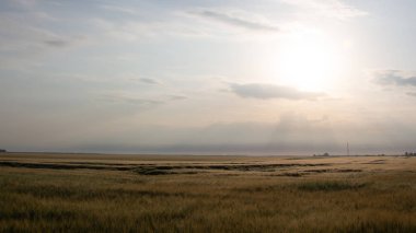 Sabah gökyüzünün arka planında buğday tarlası