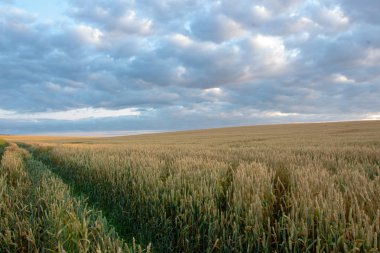 Arka planda güneş ve bulutlar ile mavi gökyüzü ile Buğday alanı