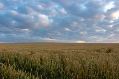 Arka planda güneş ve bulutlar ile mavi gökyüzü ile Buğday alanı