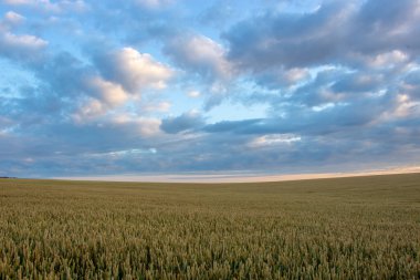 Arka planda güneş ve bulutlar ile mavi gökyüzü ile Buğday alanı