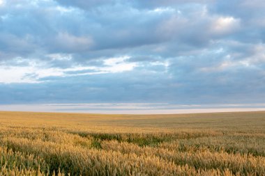 Arka planda güneş ve bulutlar ile mavi gökyüzü ile Buğday alanı