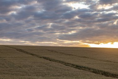 Arka planda güneş ve bulutlar ile mavi gökyüzü ile Buğday alanı