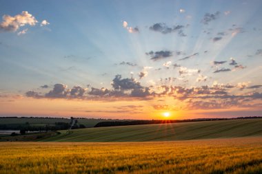 Arka planda güneş ve bulutlar ile mavi gökyüzü ile Buğday alanı