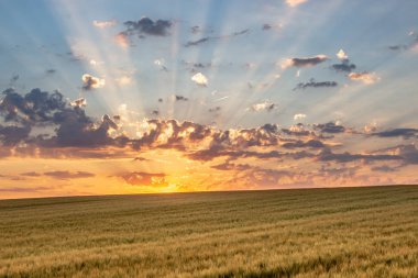 Arka planda güneş ve bulutlar ile mavi gökyüzü ile Buğday alanı