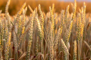 Sahada olgun buğday kulakları yakın çekim