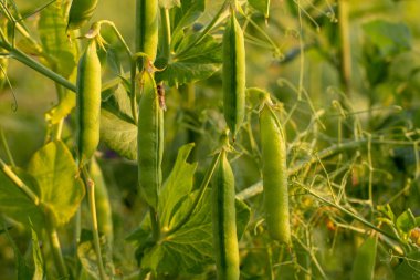 Yeşil bezelye pods alanında yakın çekim, tarımsal sanayi kavramı