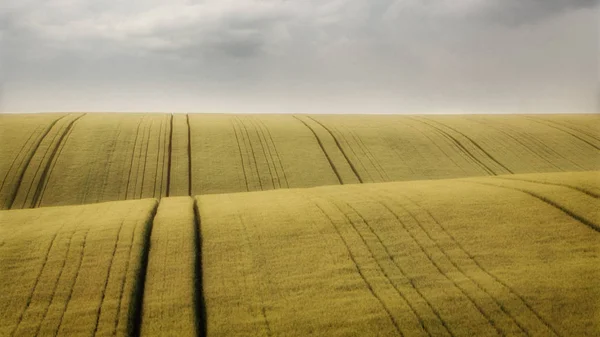Пшеничне поле на тлі ранкового неба — стокове фото