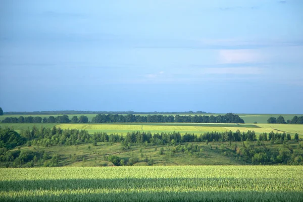 Belle campagne avec des champs de blé vert paysage — Photo