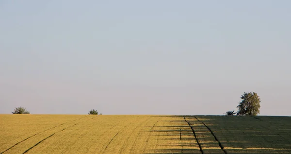 Champ de blé au début de l'été, cuillère de blé vert — Photo