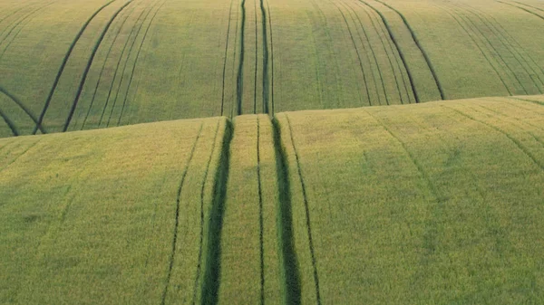 Krásná krajina se zelenými pšeničné pole — Stock fotografie