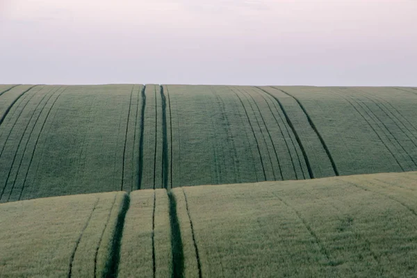 Пшеничне поле на початку літа, зелена ложка пшениці — стокове фото