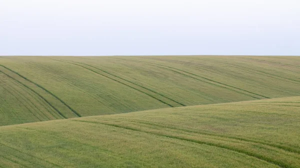 Красива сільська місцевість з зеленими пшеничними полями пейзаж — стокове фото