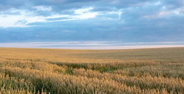Arka planda güneş ve bulutlar ile mavi gökyüzü ile Buğday alanı
