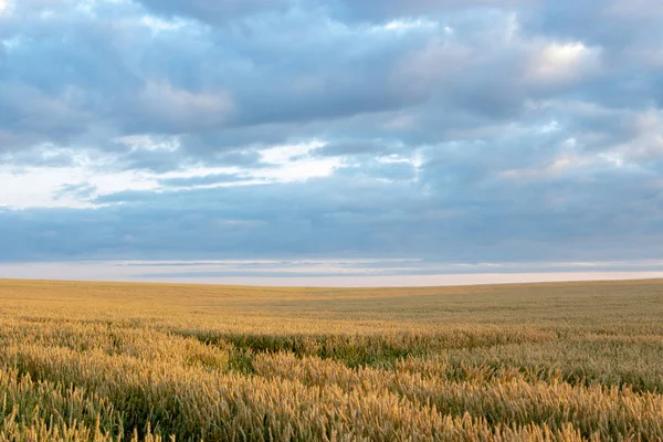 Arka planda güneş ve bulutlar ile mavi gökyüzü ile Buğday alanı
