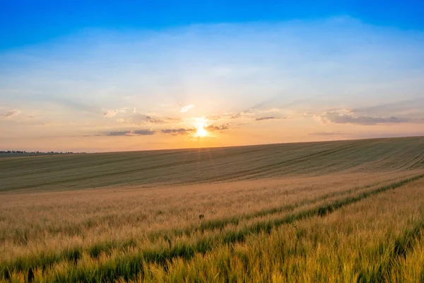 Wheat field with blue sky with sun and clouds against the backdrop — Stock Photo, Image