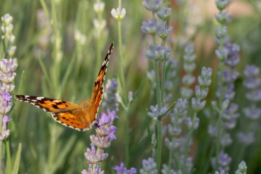Güzel sarı kelebek lavanta bir dalı üzerinde oturan. Bu tür böcekler büyük bataklıklarda toplanır ve Afrika'dan Avrupa'ya göç eder.