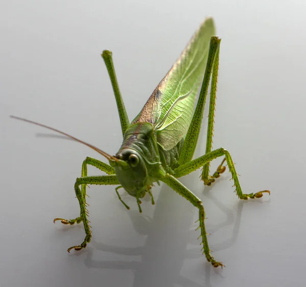 Velké zelené kobylky na bílém pozadí zblízka — Stock fotografie