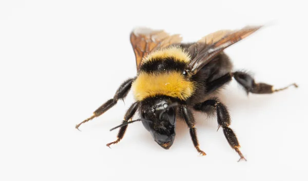 Bumblebee aletea sus alas sobre un fondo blanco —  Fotos de Stock