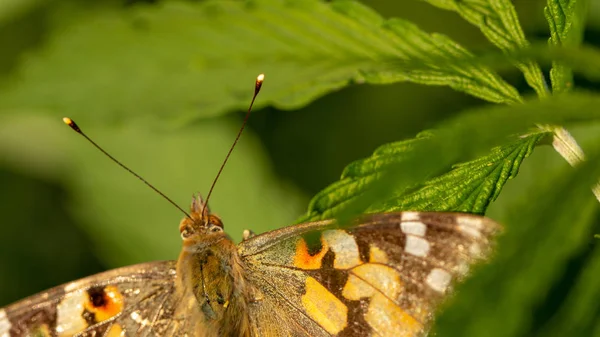 Hermosa mariposa amarilla sentada en una rama de lavanda. Este tipo de insecto se acumula en enormes pantanos y migra de África a Europa — Foto de Stock