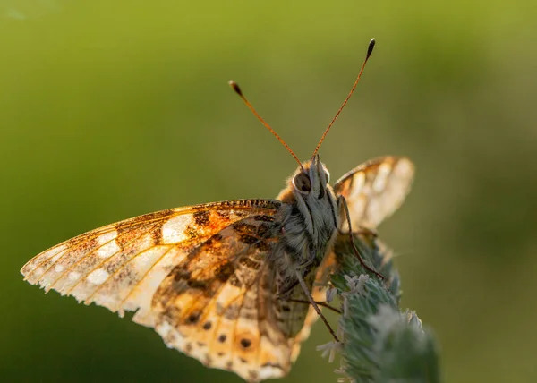 Hermosa mariposa amarilla sentada en una rama de lavanda. Este tipo de insecto se acumula en enormes pantanos y migra de África a Europa — Foto de Stock