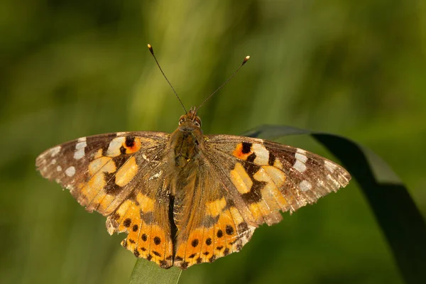 Hermosa mariposa amarilla sentada en una rama de lavanda. Este tipo de insecto se acumula en enormes pantanos y migra de África a Europa — Foto de Stock