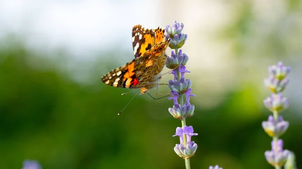 Hermosa mariposa amarilla sentada en una rama de lavanda. Este tipo de insecto se acumula en enormes pantanos y migra de África a Europa — Foto de Stock