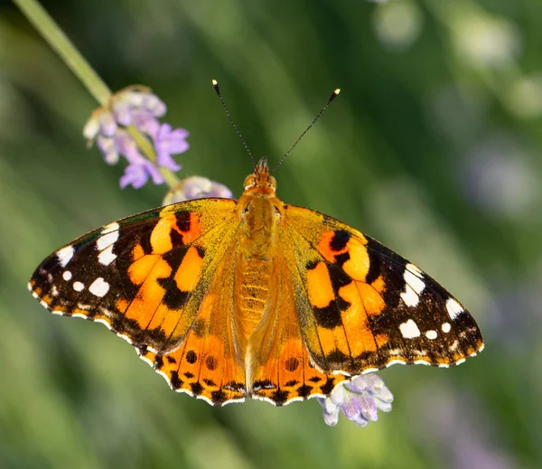 Hermosa mariposa amarilla sentada en una rama de lavanda. Este tipo de insecto se acumula en enormes pantanos y migra de África a Europa — Foto de Stock