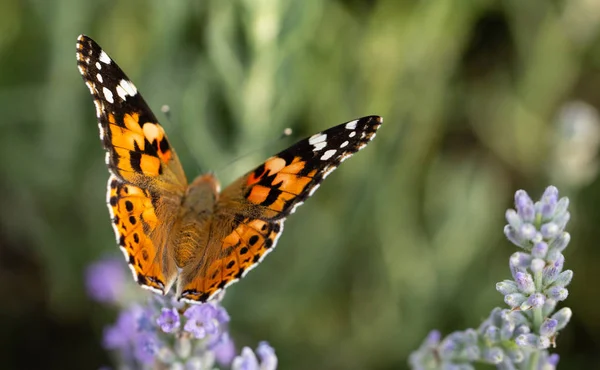 Hermosa mariposa amarilla sentada en una rama de lavanda. Este tipo de insecto se acumula en enormes pantanos y migra de África a Europa — Foto de Stock