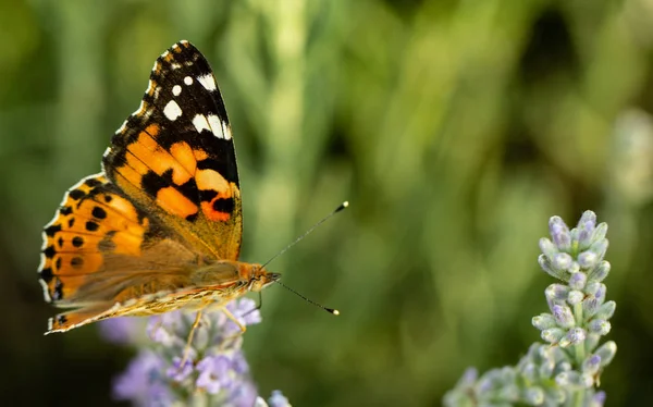 Hermosa mariposa amarilla sentada en una rama de lavanda. Este tipo de insecto se acumula en enormes pantanos y migra de África a Europa — Foto de Stock