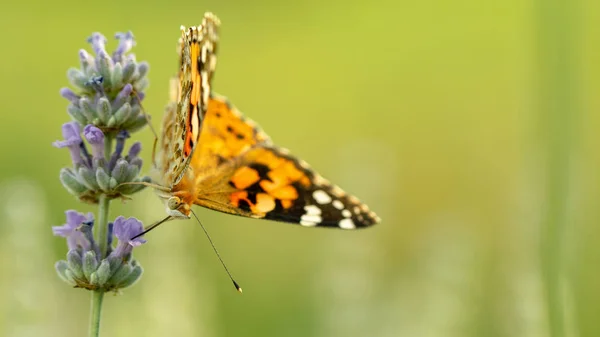 Hermosa mariposa amarilla sentada en una rama de lavanda. Este tipo de insecto se acumula en enormes pantanos y migra de África a Europa — Foto de Stock