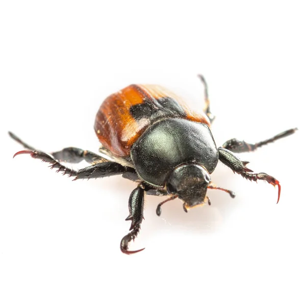 Anisoplia austriaca Coccinelle du pain kuzka sur fond blanc — Photo