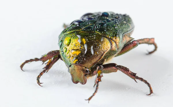 Rose chafer Cetonia aurata на белом фоне — стоковое фото