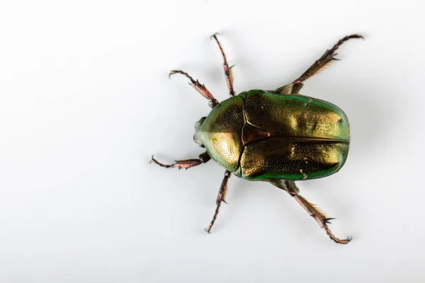 Chafer rosa Cetonia aurata sobre fondo blanco — Foto de Stock