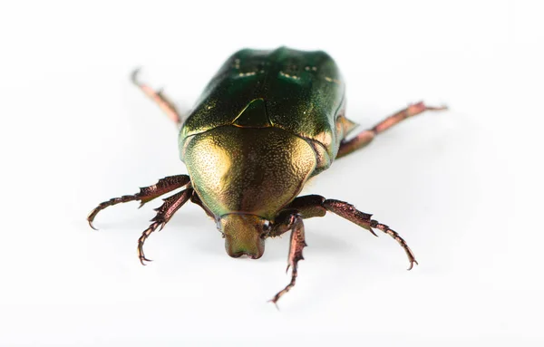 Rose chafer Cetonia aurata на белом фоне — стоковое фото