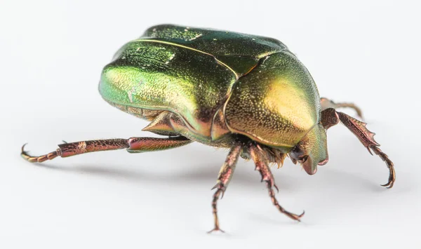 Rosenkohl Cetonia aurata auf weißem Hintergrund — Stockfoto