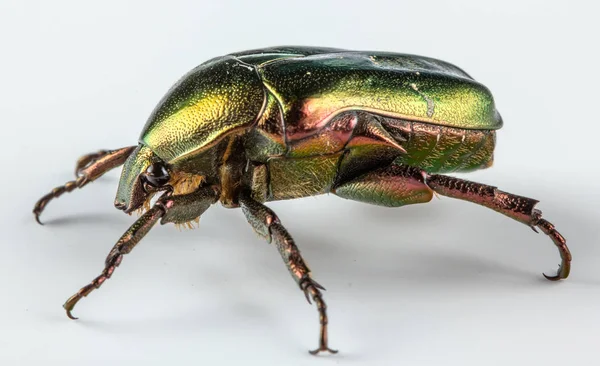 Rosenkohl Cetonia aurata auf weißem Hintergrund — Stockfoto