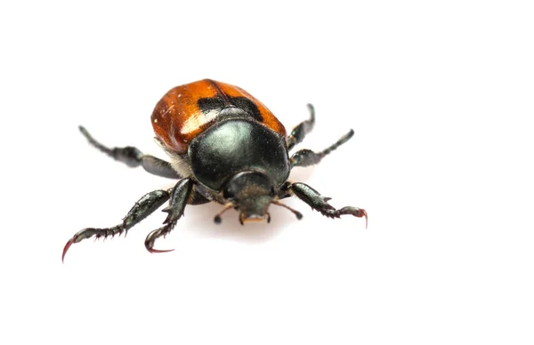 Anisoplia austriaca Escarabajo del pan kuzka sobre un fondo blanco — Foto de Stock