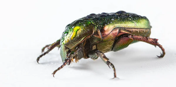 Chafer rosa Cetonia aurata sobre fondo blanco — Foto de Stock