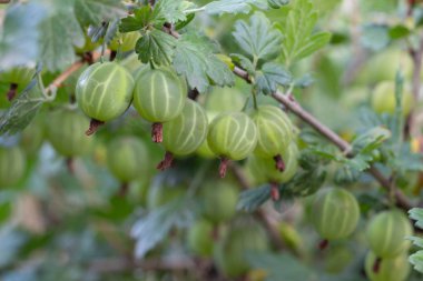 Bektaşi üzümü Bush güneş ışığı ile dal taze Bektaşi.