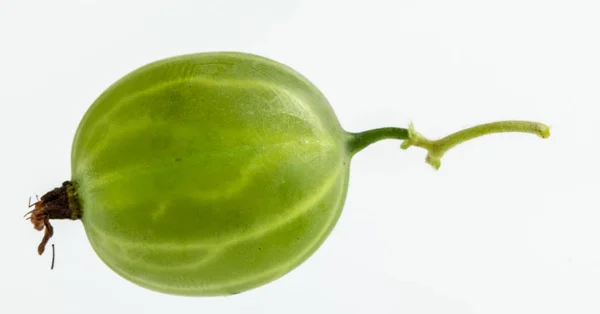 Un grosellero verde fresco sobre fondo blanco —  Fotos de Stock