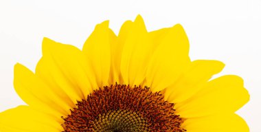 Güzel büyük dekoratif ayçiçeği büyük sarı ve kırmızı yaprakları ile