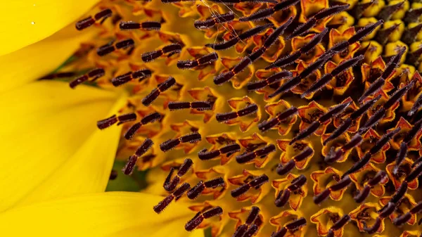 Красивый большой декоративный подсолнух с большими желтыми и красными лепестками — стоковое фото
