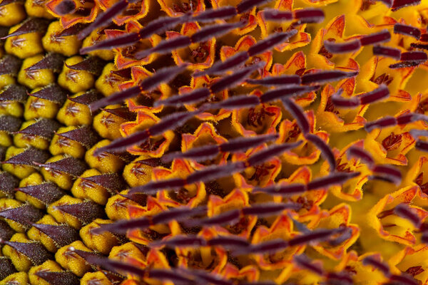 Sunflower closeup of the center of the flower. Clearly visible seed germs