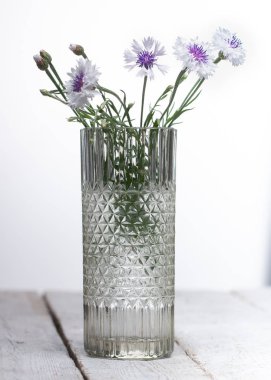 papatya çiçeği beyaz arka plan seçici odak izole