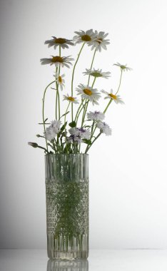 papatya çiçeği beyaz arka plan seçici odak izole