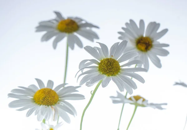 Flor de camomila isolada em fundo branco foco seletivo — Fotografia de Stock