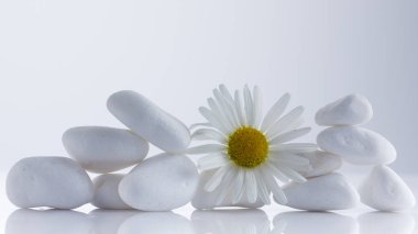 Spa, tatil konsepti veya papatya çayı için beyaz taşlar piramidi üzerinde çiçek papatyalar.