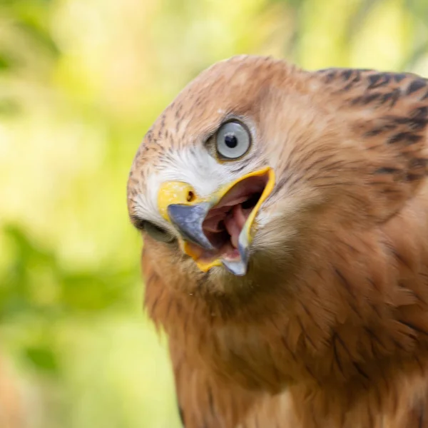 Hawk portrait with selective soft focus, on the background of green nature. — Stock Photo, Image