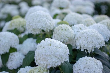 Beyaz ortanca akşam yaz bahçesinde çiçek lenme